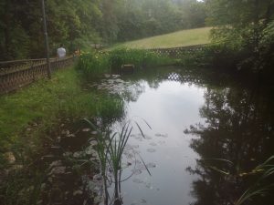  Hier das Bild von einem Teich im Erzgebirge 